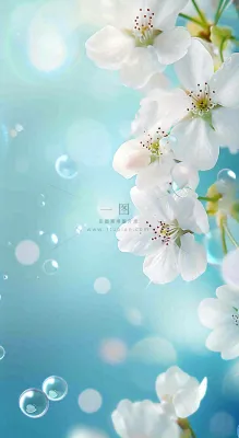 唯美清新白色鲜花,文艺新鲜浪漫情人节摄影图 唯美清新白色鲜花,文艺新鲜浪漫情人节摄影图