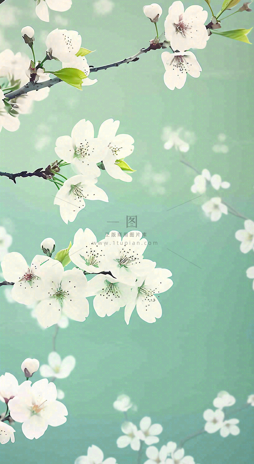春天开满枝头的白色樱花花朵立春惊蛰春分摄影图