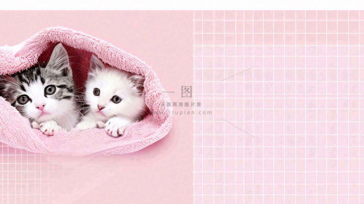 宠物生活馆猫狗卡通插画背景