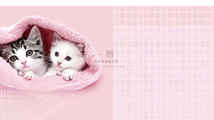 宠物生活馆猫狗卡通插画背景 宠物生活馆猫狗卡通插画背景