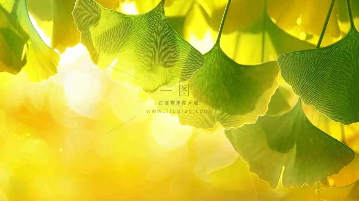 秋天美景银杏叶阳光唯美立秋摄影图