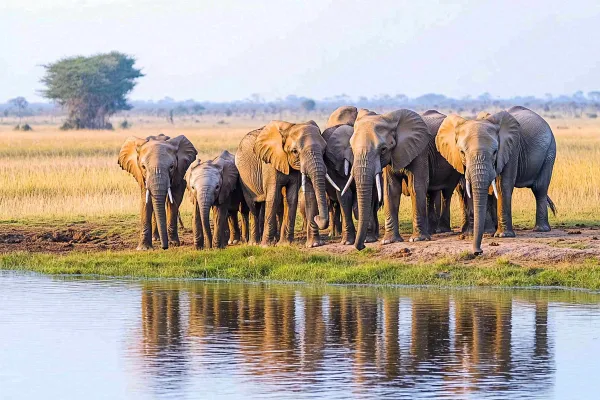 非洲大草原大象象群野生动物保护动物摄影图
