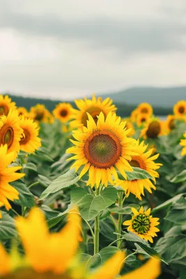 向日葵向阳鲜花摄影图