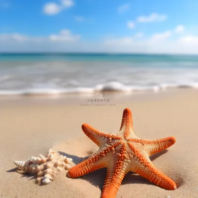 在沙滩上的海星的照片海滩背景地中海海滩背景沙子和大海