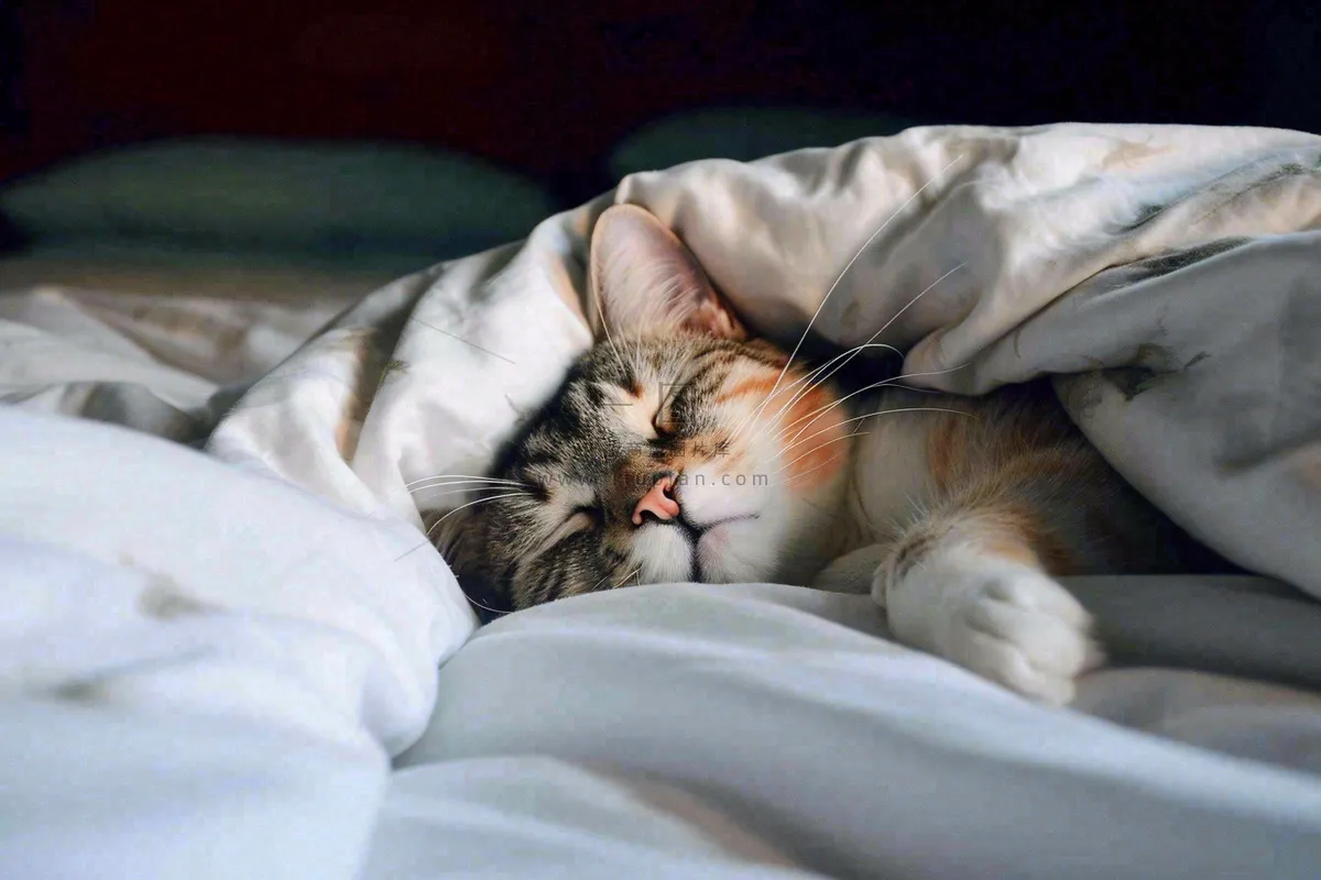 被窝里睡觉的猫猫,可爱的动物摄影图