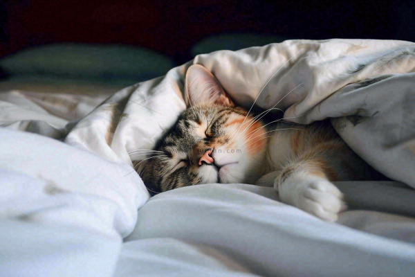 被窝里睡觉的猫猫,可爱的动物摄影图 被窝里睡觉的猫猫,可爱的动物摄影图