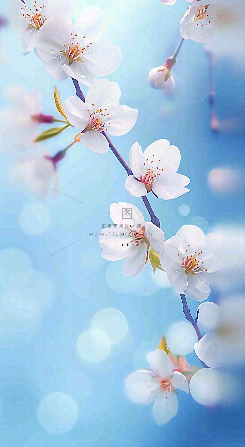 春天浪漫白色樱花花朵,立春春分摄影图