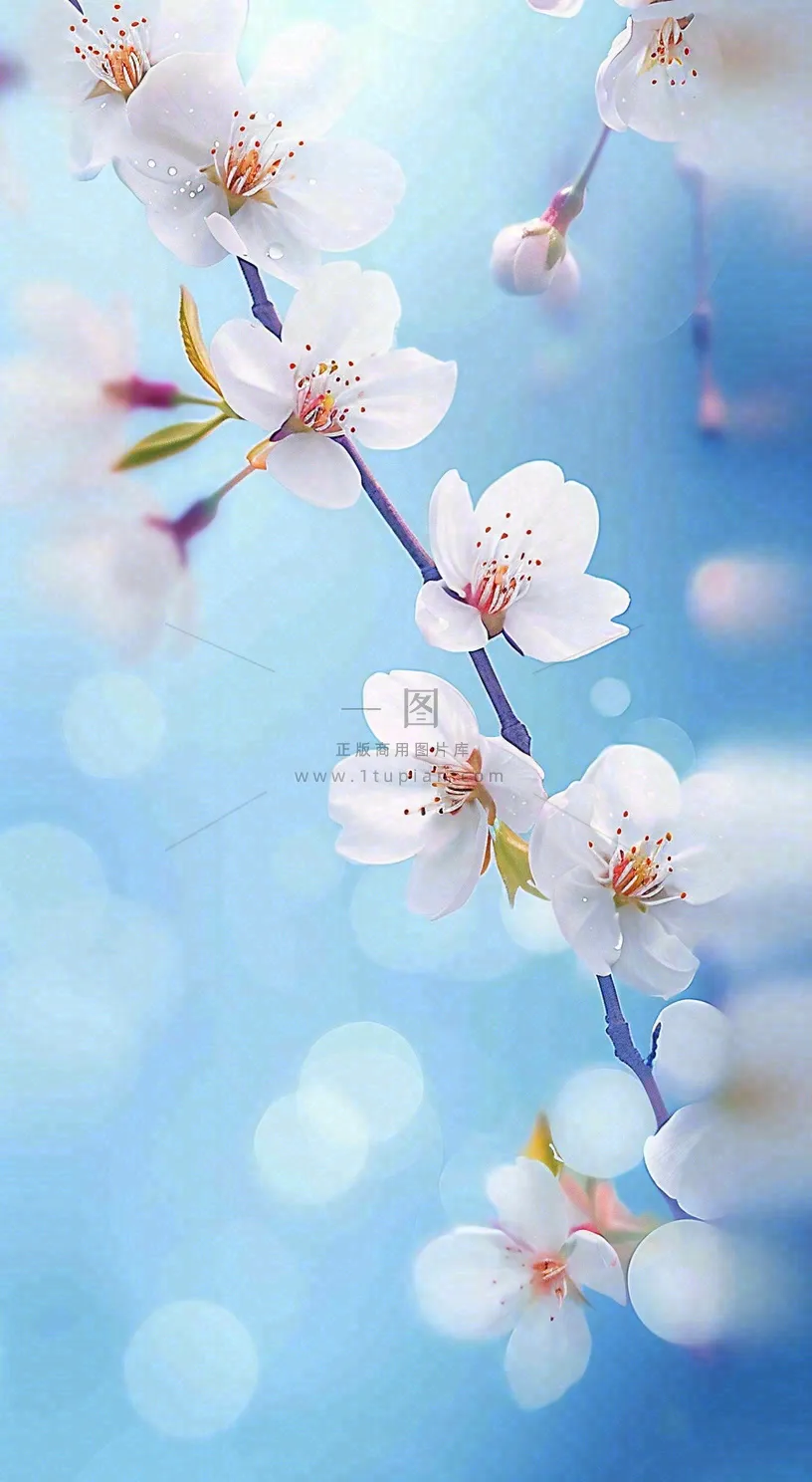 春天浪漫白色樱花花朵，立春春分摄影图