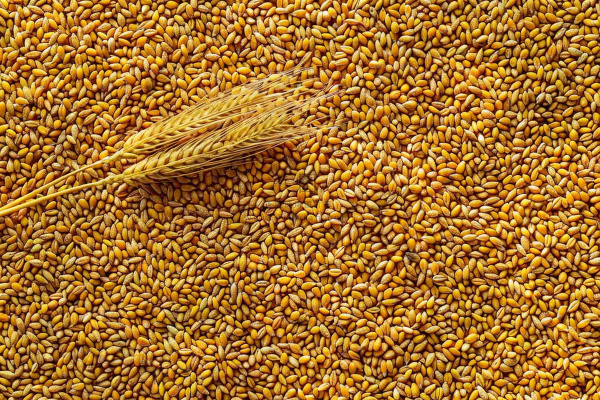 小麦粮食收成秋天立秋秋分摄影图