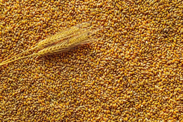 小麦粮食收成秋天立秋秋分摄影图