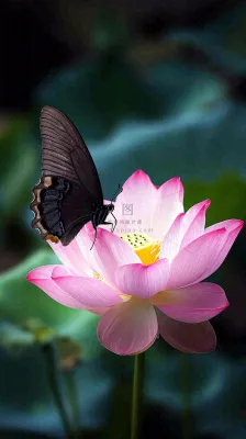 夏日清新荷塘荷花绿色大气摄影,立夏夏至处暑摄影图 夏日清新荷塘荷花绿色大气摄影,立夏夏至处暑摄影图