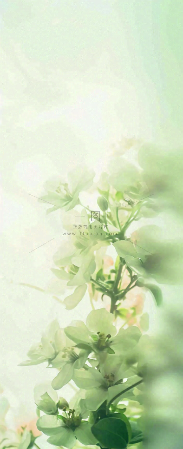 白色清新花朵朦胧唯美意境,鲜花摄影图
