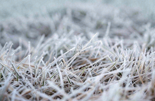草地上绿叶雾凇泛白霜降摄影图 草地上绿叶雾凇泛白霜降摄影图