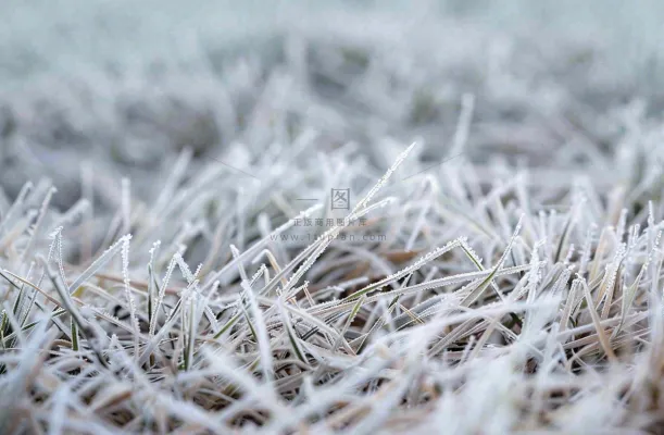 草地上绿叶雾凇泛白霜降摄影图 草地上绿叶雾凇泛白霜降摄影图
