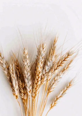 秋天小麦麦穗粮食芒种立秋秋分摄影图 秋天小麦麦穗粮食芒种立秋秋分摄影图