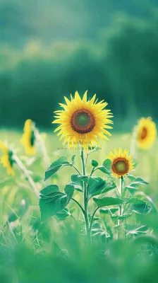 阳光下向日葵特写夏至夏天摄影图 阳光下向日葵特写夏至夏天摄影图