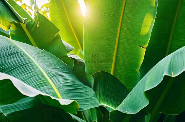 香蕉树芭蕉叶绿色植物摄影图