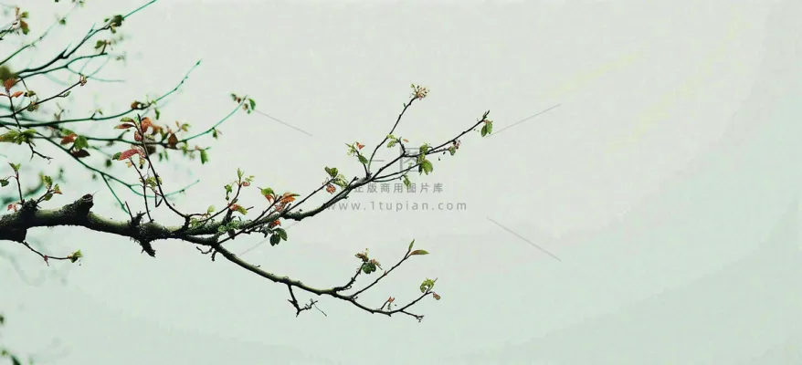 春天枝叶萌芽发芽绿叶,简约清新立春摄影图 春天枝叶萌芽发芽绿叶,简约清新立春摄影图