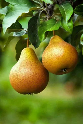 梨树成熟的梨子水果可口摄影图