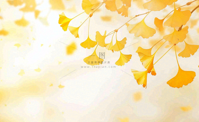 秋天银杏树黄叶落叶立秋秋分手绘插画背景