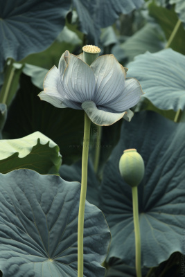 绿色简约节气清新意境背景
