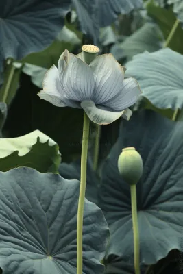 绿色简约节气清新意境背景 绿色简约节气清新意境背景
