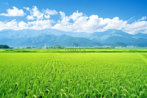 大片农田水稻远山蓝天白云摄影图