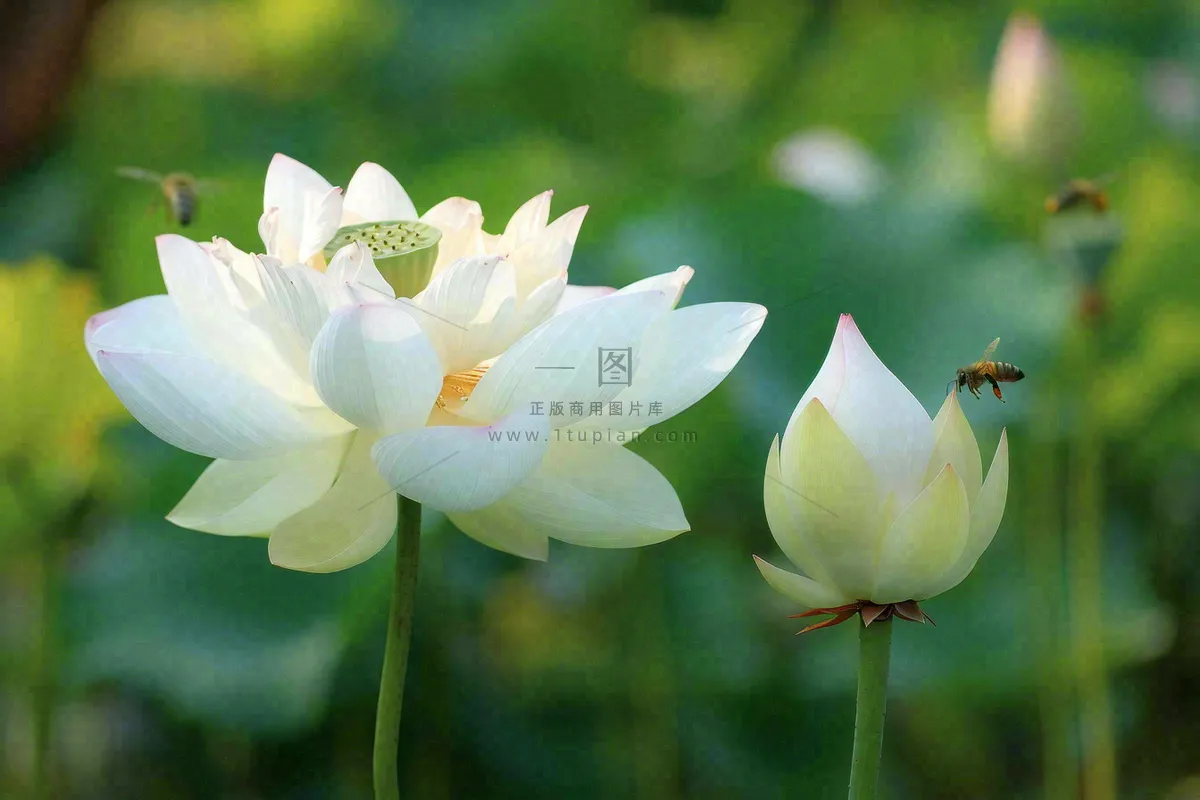 夏日池塘白荷花荷叶蜜蜂采蜜夏至大暑小暑处暑摄影图