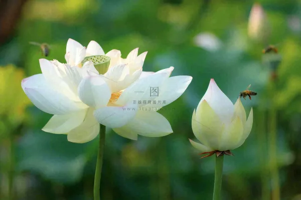 夏日池塘白荷花荷叶蜜蜂采蜜夏至大暑小暑处暑摄影图 夏日池塘白荷花荷叶蜜蜂采蜜夏至大暑小暑处暑摄影图