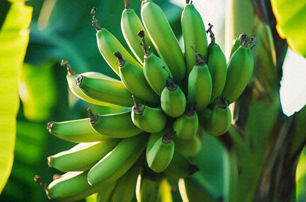 香蕉树芭蕉叶青香蕉水果摄影图 香蕉树芭蕉叶青香蕉水果摄影图