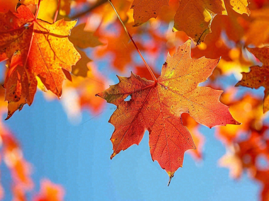 金秋红枫叶梧桐叶蓝天背景立秋秋分处暑摄影图 金秋红枫叶梧桐叶蓝天背景立秋秋分处暑摄影图