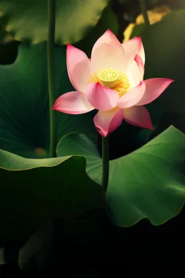 莲花简约大气节气海报背景 莲花简约大气节气海报背景