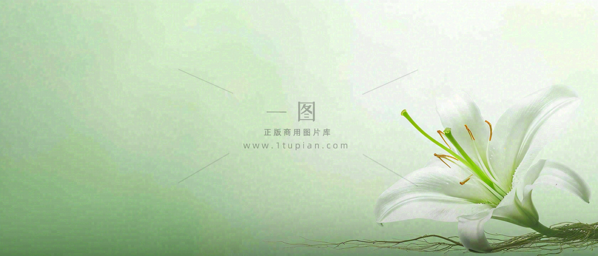 白色鲜花百合花鲜花意境简约,教师节淡雅摄影图