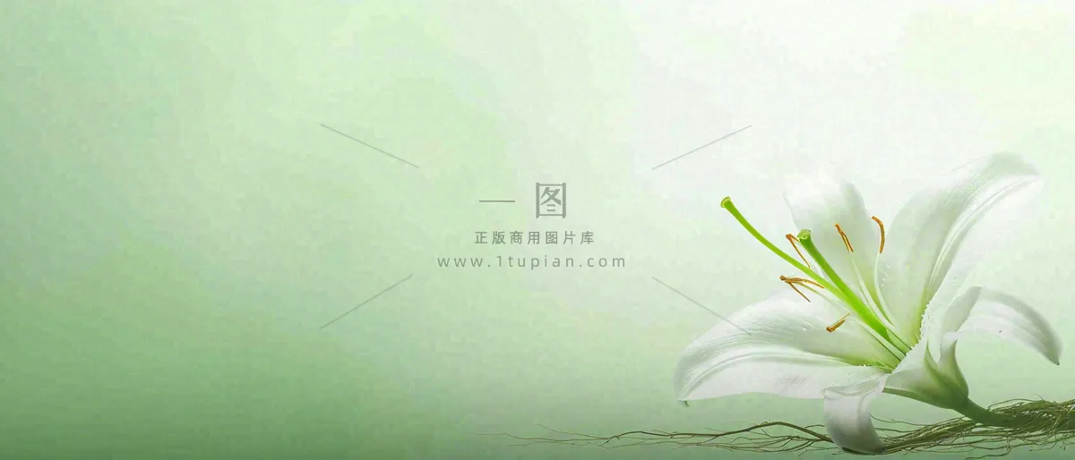 白色鲜花百合花鲜花意境简约，教师节淡雅摄影图