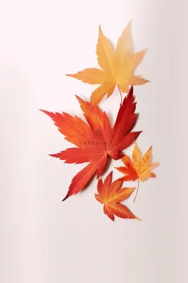 秋叶橙红色意境大气背景