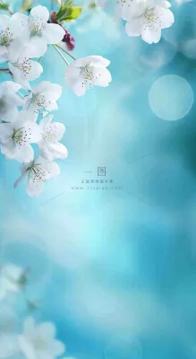 蓝色浪漫白色樱花花朵枝叶,立春惊蛰春分摄影图 蓝色浪漫白色樱花花朵枝叶,立春惊蛰春分摄影图