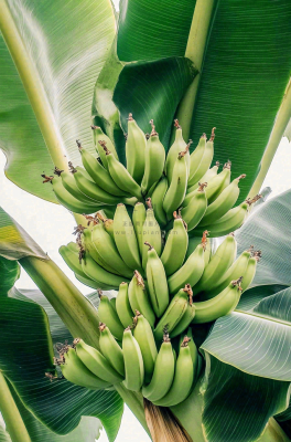 香蕉树芭蕉叶青香蕉水果摄影图 香蕉树芭蕉叶青香蕉水果摄影图