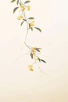 桂花枝叶清新黄色国风背景 桂花枝叶清新黄色国风背景