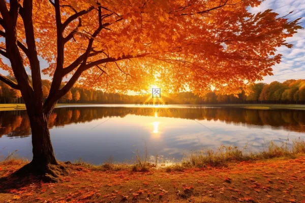 秋天在湖边的树叶红了摄影图