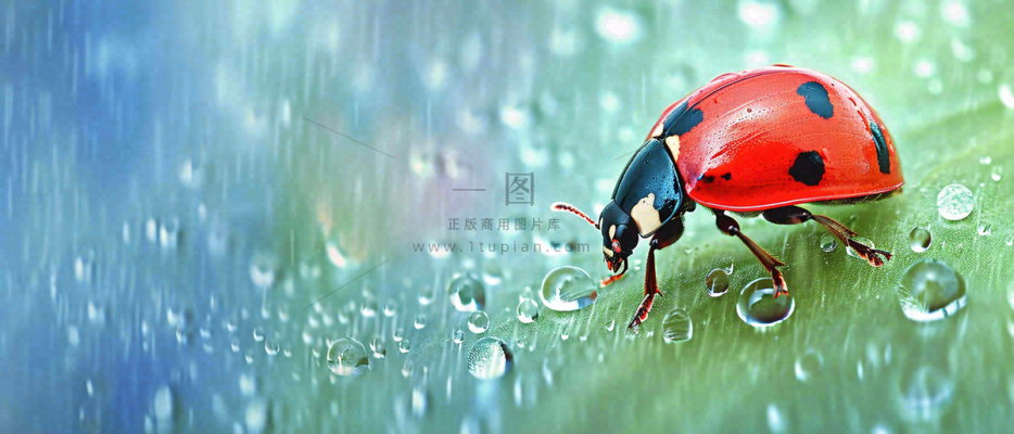 雨天雨水水珠上七星瓢虫动物爬行，彩色渐变摄影图