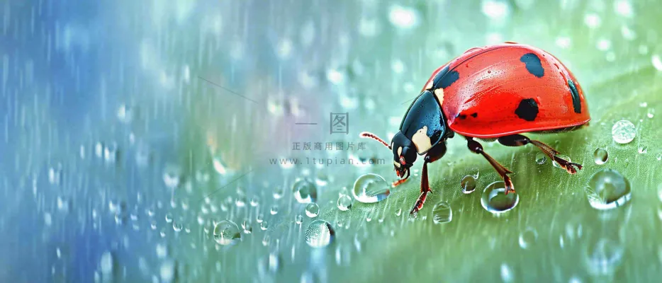 雨天雨水水珠上七星瓢虫动物爬行,彩色渐变摄影图 雨天雨水水珠上七星瓢虫动物爬行,彩色渐变摄影图