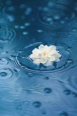 下雨天掉落在蓝色水面的白色花朵清新淡雅雨水处暑寒露摄影图