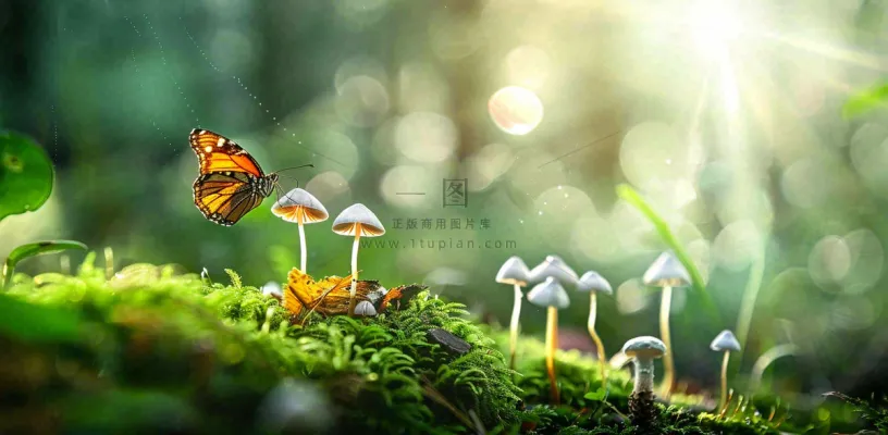 阳光斑驳下的蝴蝶苔藓蘑菇春天森林春分惊蛰摄影图 阳光斑驳下的蝴蝶苔藓蘑菇春天森林春分惊蛰摄影图