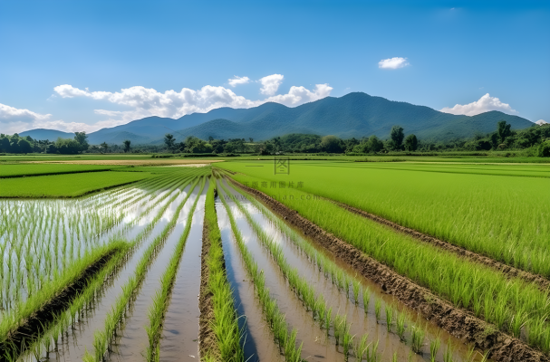 背景是蓝天的绿色稻田插秧摄影图