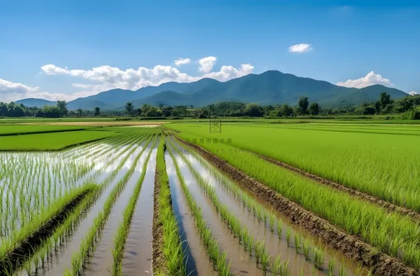背景是蓝天的绿色稻田插秧摄影图