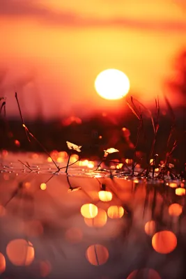 落日枝叶露珠意境晚霞背景