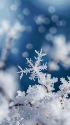 冬天结霜的植物白霜寒冷霜降摄影图