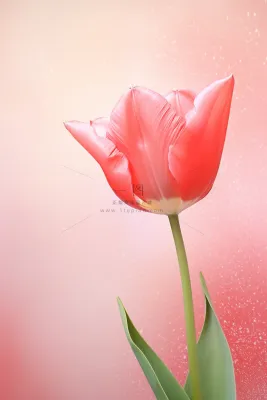 粉色清新郁金香鲜花背景 粉色清新郁金香鲜花背景