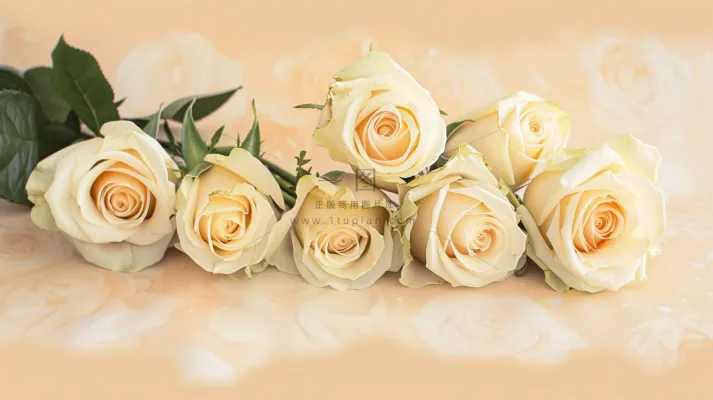 玫瑰花鲜花妇女节礼物摄影图