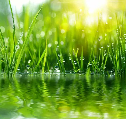 雨天草地上的积水绿叶上挂着水滴春天春分雨水谷雨摄影图